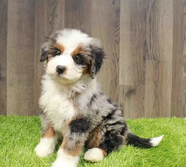 Mini Bernedoodle image