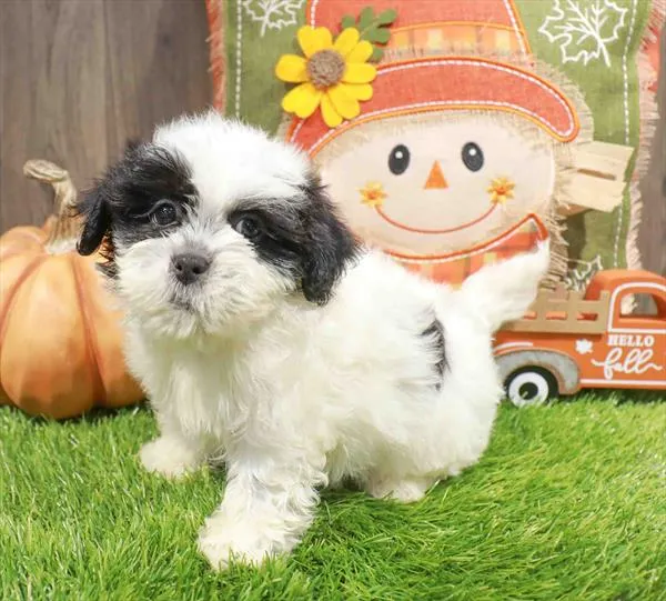 Havanese-Shih Tzu image