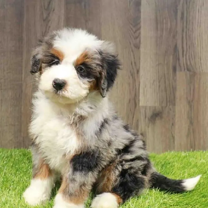 Mini Bernedoodle image