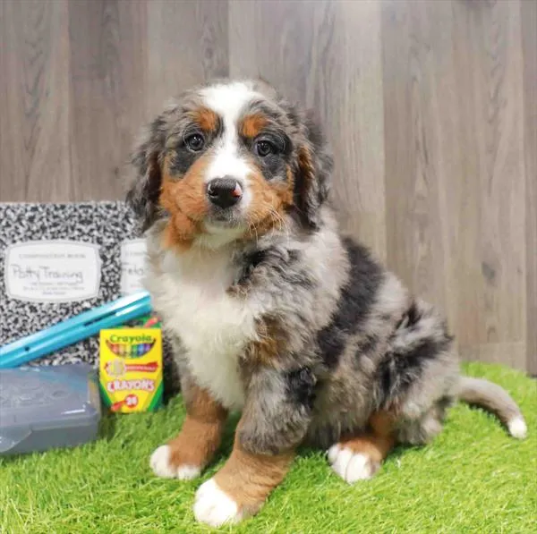 Mini Bernedoodle image