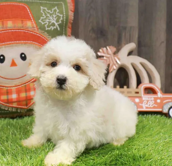 Bichapoo image
