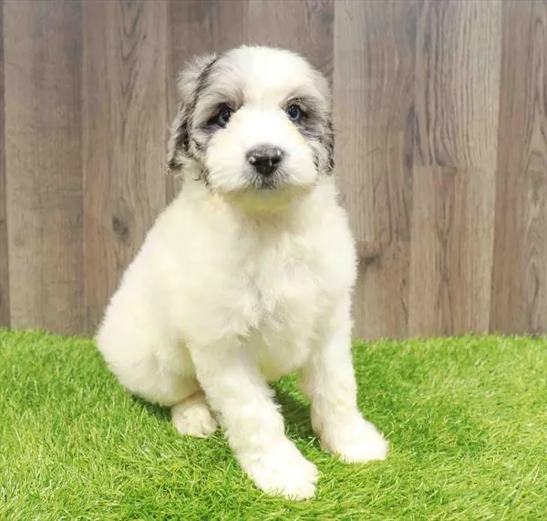 Mini Aussiedoodle image