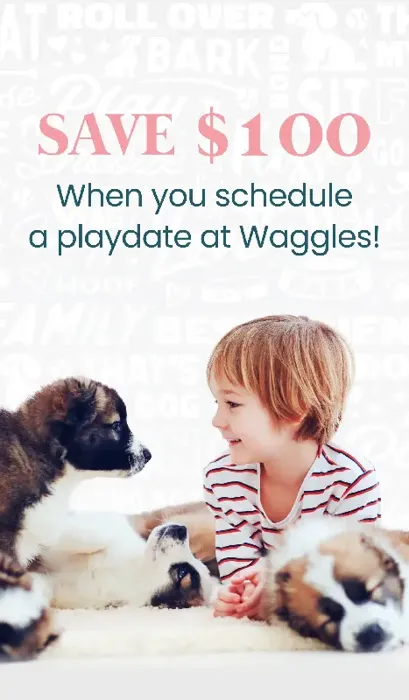 Save $100 dollars when you schedule a playdate at Waggles