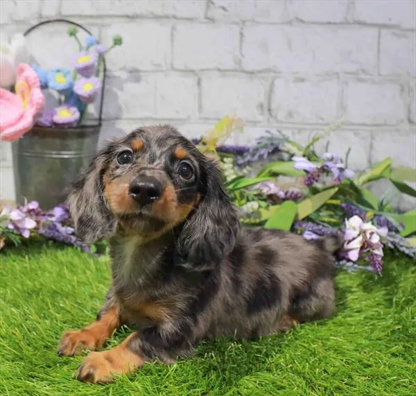 Male Dachshund puppy named Kylo for sale at Waggles Roanoke.