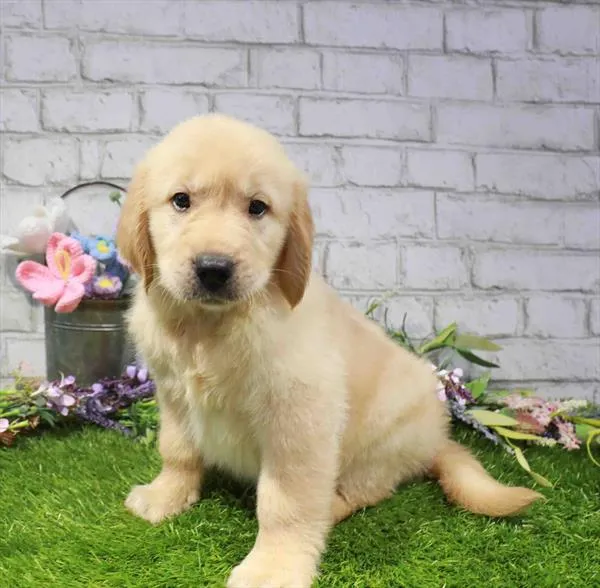 Male Golden Retriever puppy named Simba for sale at Waggles Roanoke.