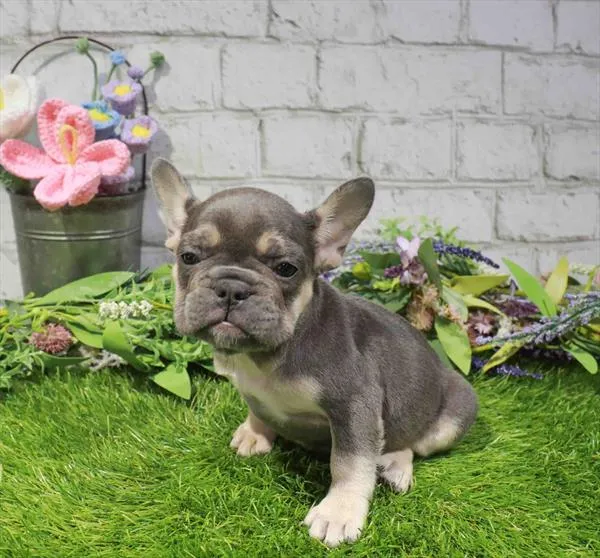 Female French Bulldog puppy named Amara for sale at Waggles Roanoke.