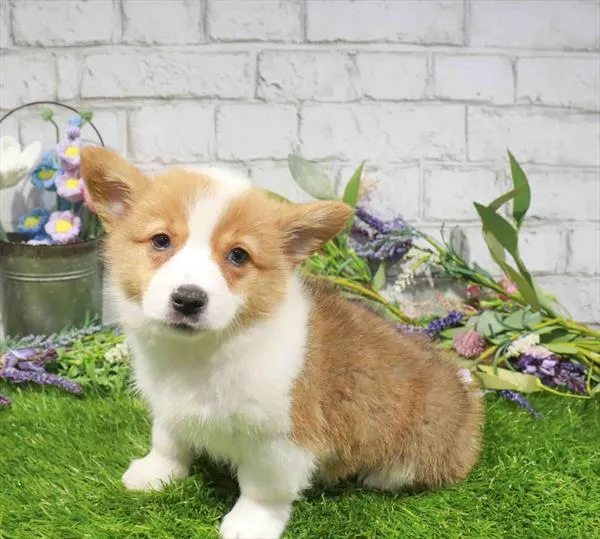 Female Pembroke Welsh Corgi puppy named Belle for sale at Waggles Roanoke.