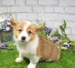 Female Pembroke Welsh Corgi puppy named Belle for sale at Waggles Roanoke.