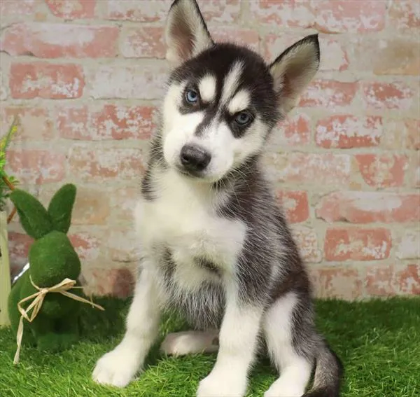 Male Siberian Husky puppy named Pepper for sale at Waggles Roanoke.