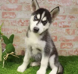 Male Siberian Husky puppy named Pepper for sale at Waggles Roanoke.