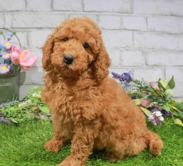 Female Goldendoodle puppy named Lynn for sale at Waggles Roanoke.