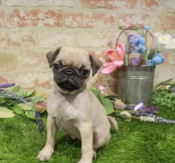 Female Pug puppy named Clove for sale at Waggles Roanoke.
