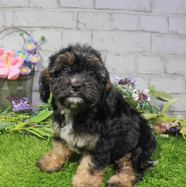Female Cavapoo puppy named Millie for sale at Waggles Roanoke.