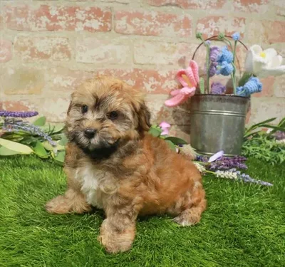 Female Havanese puppy named Mango for sale at Waggles Roanoke.