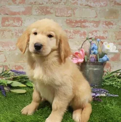 Male Golden Retriever puppy named Parsley for sale at Waggles Roanoke.