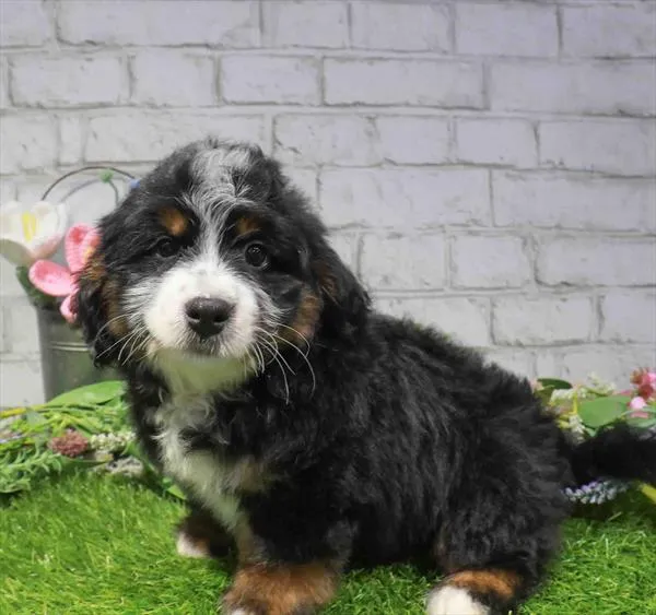 Male Mini Bernedoodle puppy named Simon for sale at Waggles Roanoke.