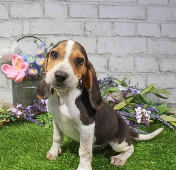 Male Beagle puppy named Devin for sale at Waggles Roanoke.