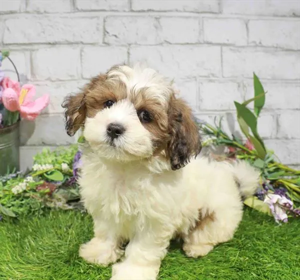 Female Teddy Bear puppy named Winnie for sale at Waggles Roanoke.