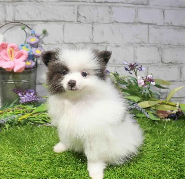 Female Pomeranian puppy named Oreo for sale at Waggles Roanoke.