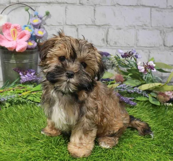 Female Morkie puppy named Coco for sale at Waggles Roanoke.