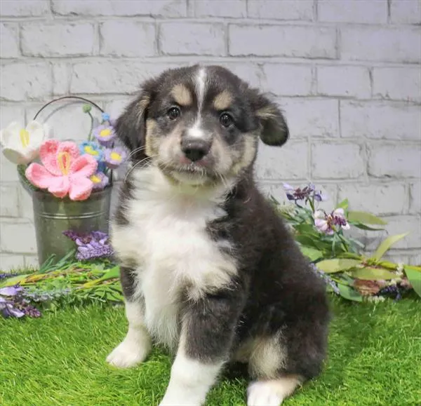 Female Mini Aussie puppy named Leia for sale at Waggles Roanoke.
