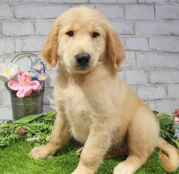 Male Golden Retriever puppy named Ricky for sale at Waggles Roanoke.