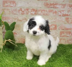 Female Papi-Chon puppy named Latte for sale at Waggles Roanoke.