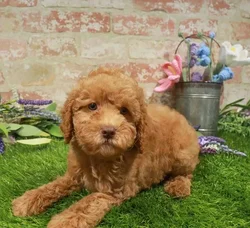 Female Poodle puppy named Jasmine for sale at Waggles Roanoke.