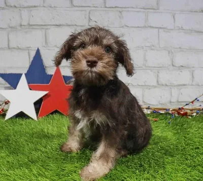 Female Mini Schnauzer puppy named Lavender for sale at Waggles Roanoke.