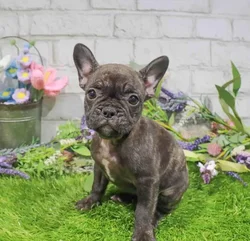 Female French Bulldog puppy named Casey for sale at Waggles Roanoke.