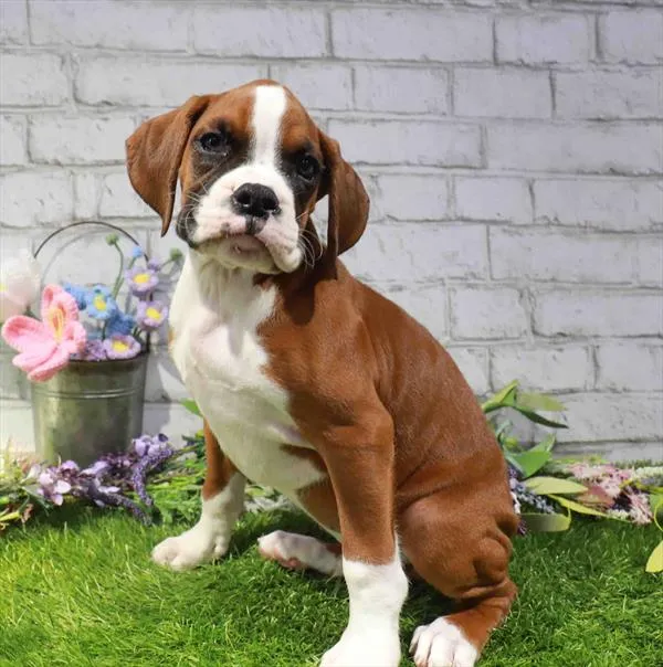 Male Boxer puppy named Rocky for sale at Waggles Roanoke.