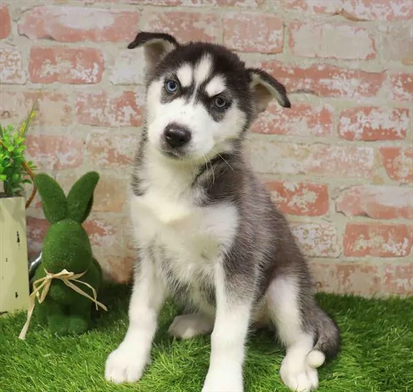 Female Siberian Husky puppy named Mavis for sale at Waggles Roanoke.