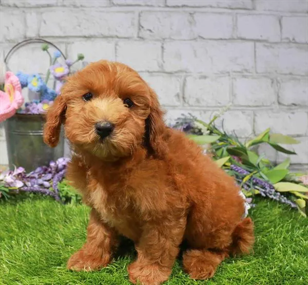 Female Mini Goldendoodle puppy for sale at Waggles Roanoke.
