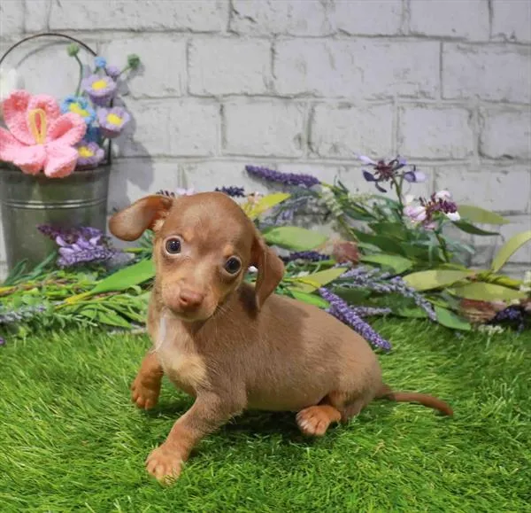 Female Chiweenie puppy named Stella for sale at Waggles Roanoke.