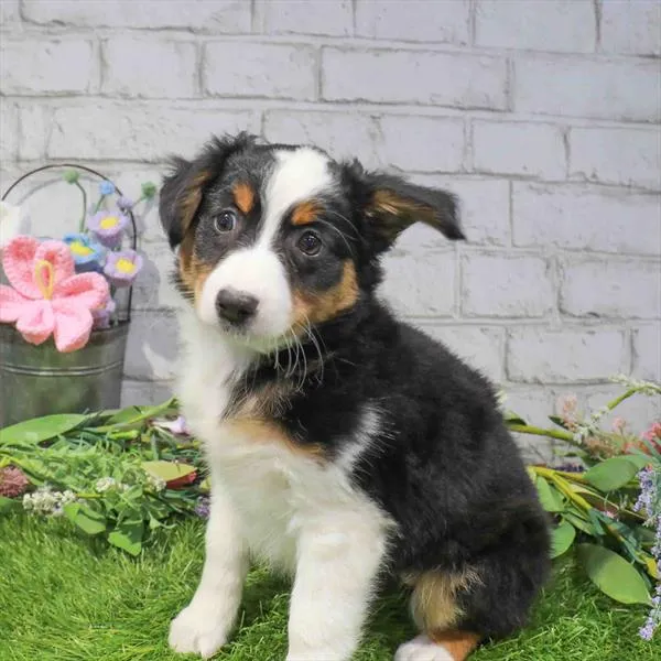Female Mini Aussie puppy named Luna for sale at Waggles Roanoke.