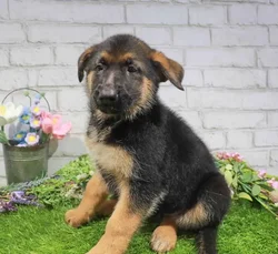 Female German Shepherd puppy named Brandy for sale at Waggles Roanoke.