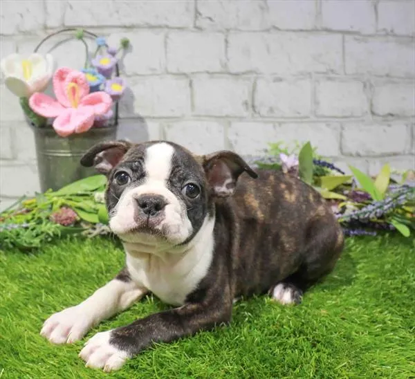 Female Boston Terrier puppy named Carrie for sale at Waggles Roanoke.
