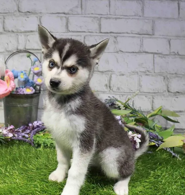 Male Alaskan Klee Kai puppy named Alfonso for sale at Waggles Roanoke.