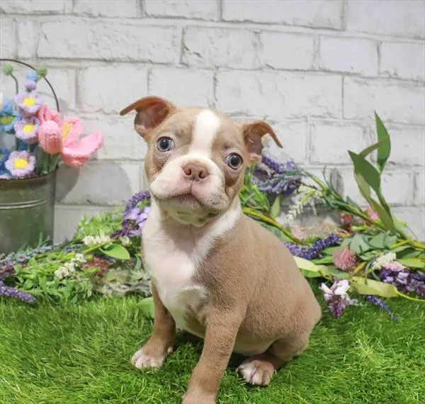 Male Boston Terrier puppy named Micheal for sale at Waggles Roanoke.