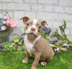 Male Boston Terrier puppy named Micheal for sale at Waggles Roanoke.