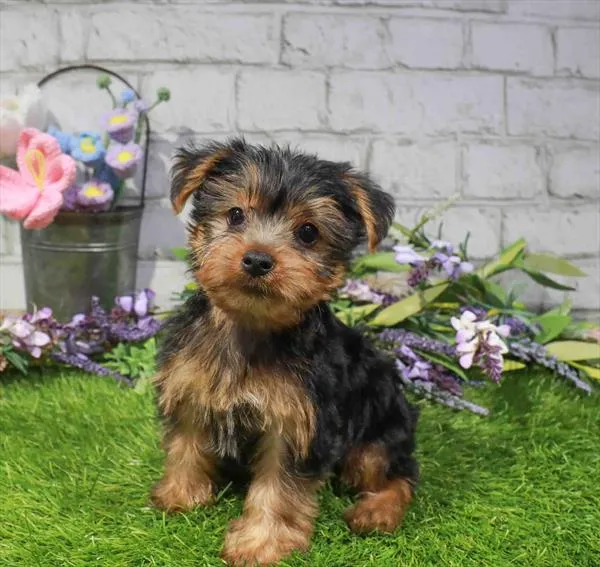 Female Yorkie puppy named Leandra for sale at Waggles Roanoke.