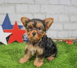 Female Yorkie-Poo puppy named Mocha for sale at Waggles Roanoke.