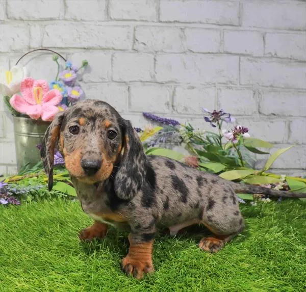 Male Dachshund puppy named Danny for sale at Waggles Roanoke.