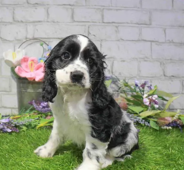 Female Cocker Spaniel puppy named Ivy for sale at Waggles Roanoke.
