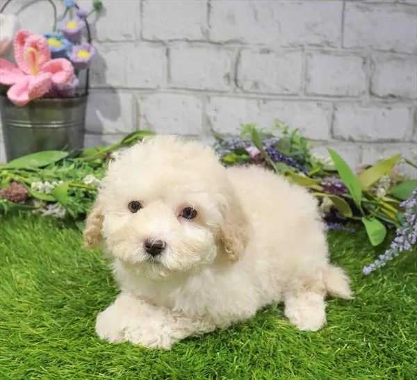 Male Maltipoo puppy named Randy for sale at Waggles Roanoke.