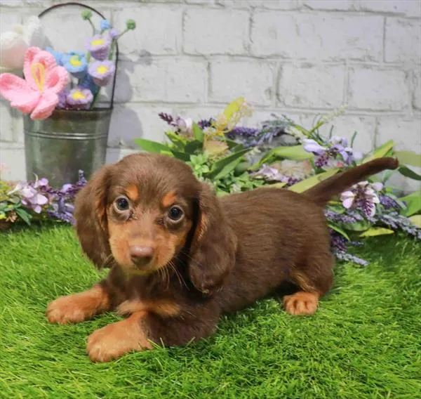 Female Dachshund puppy named Melba for sale at Waggles Roanoke.