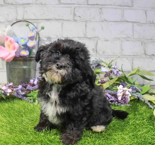 Female Mini Bernedoodle puppy named Maven for sale at Waggles Roanoke.
