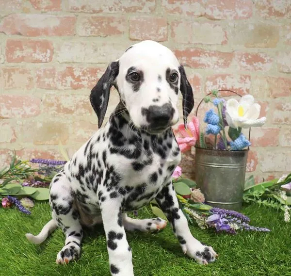 Female Dalmatian puppy named Rosemary for sale at Waggles Roanoke.