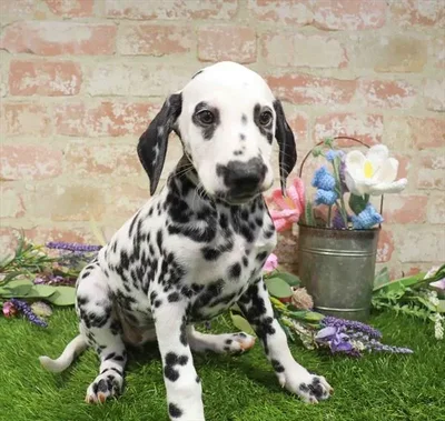 Female Dalmatian puppy named Rosemary for sale at Waggles Roanoke.