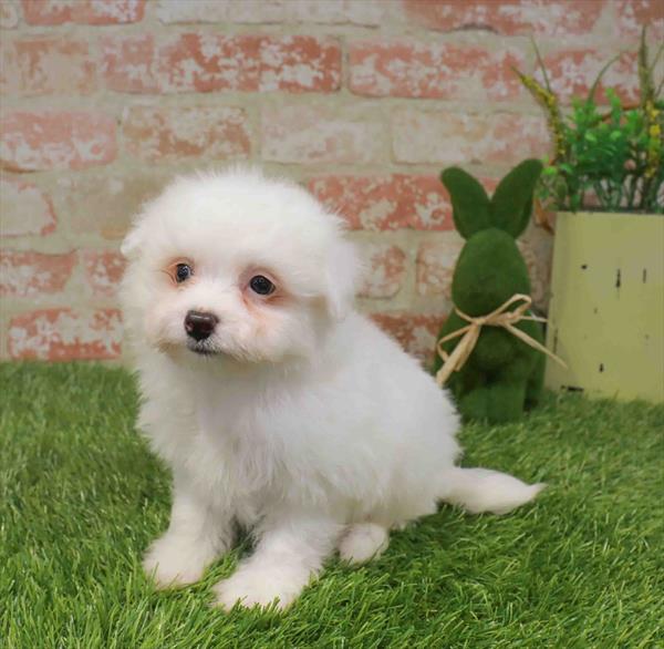 Poppy, Pomachon, Image 1